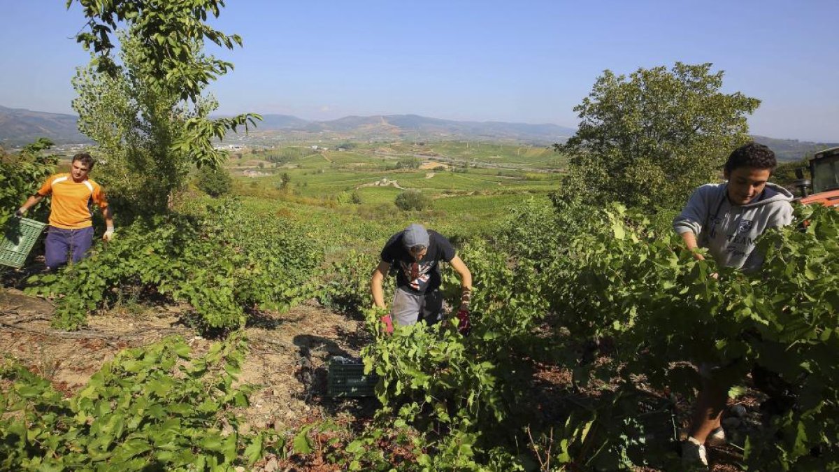 Un vendimiador recoge uva esta campaña en el Bierzo.-ICAL