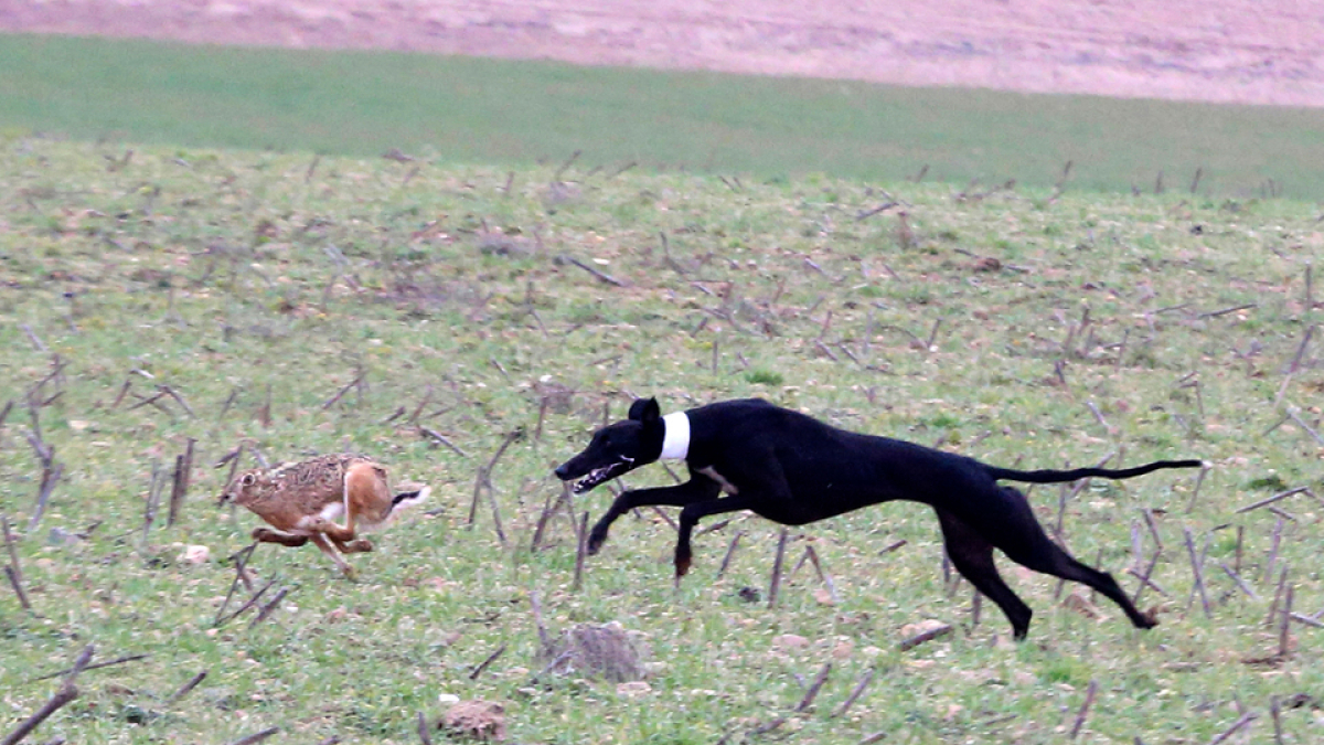 Yenka de Kade en la segunda jornada del Nacional de Galgos en Nava del Rey. / JACI NAVAS