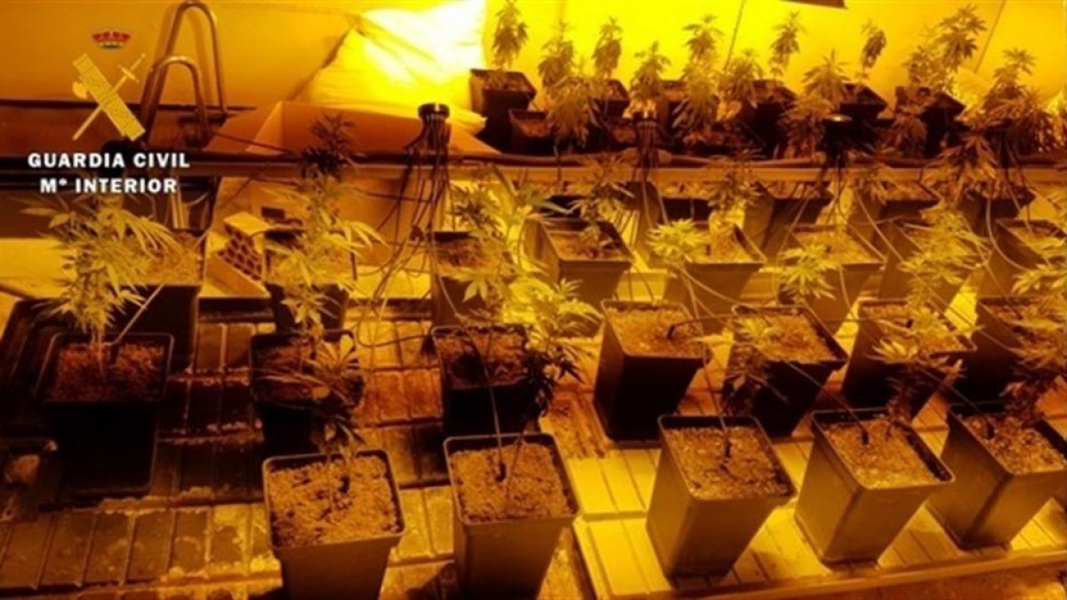 Plantación de marihuana descubierta en la investigación.-GUARDIA CIVIL