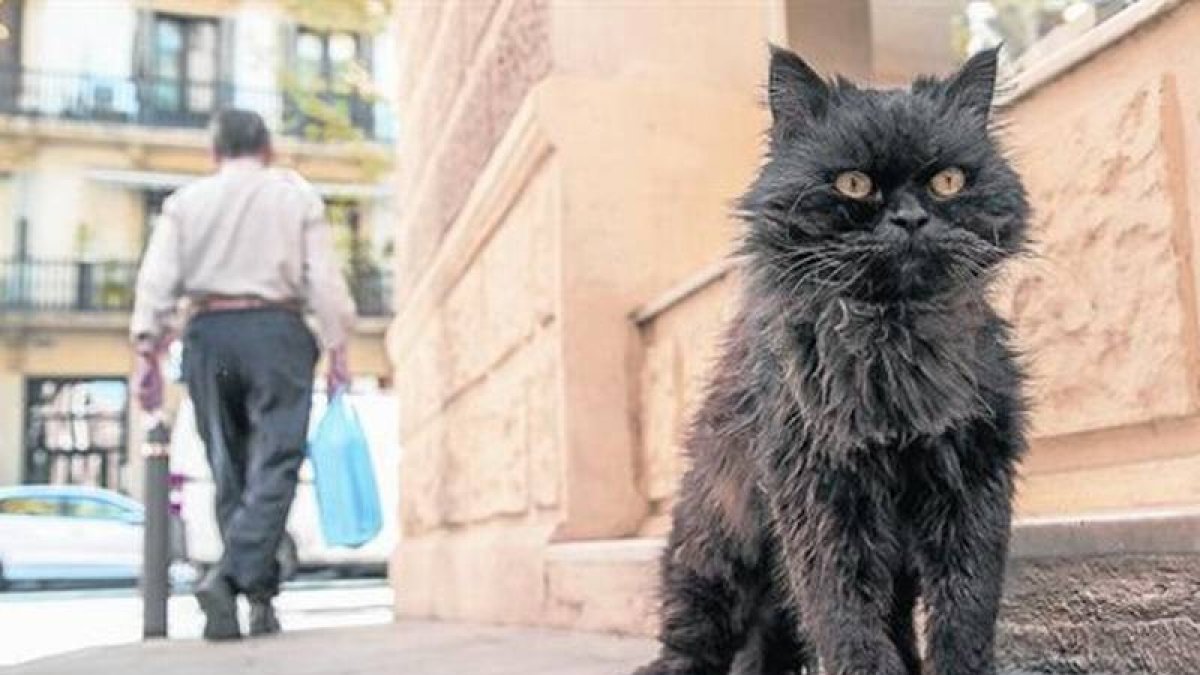 El gato Blackie en su esquina de Banyoles con Bailèn.-Foto: JOAN PUIG
