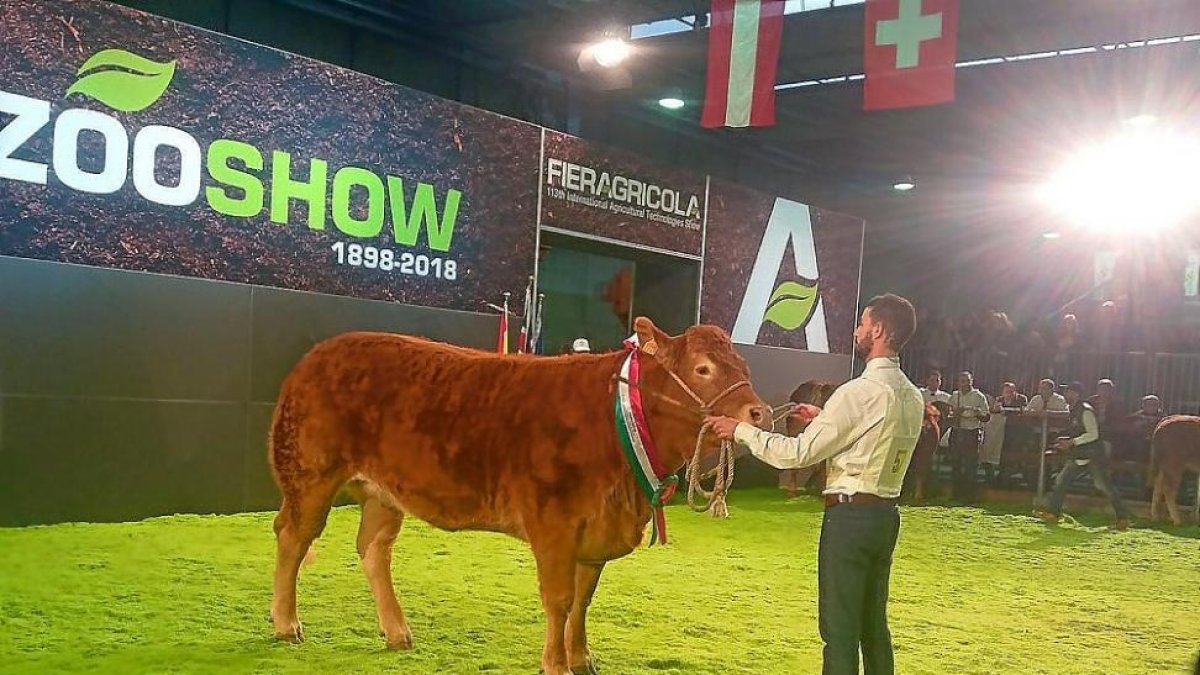 Pedro Vaquero con uno de sus ejemplares en un concurso internacional.-E .M.