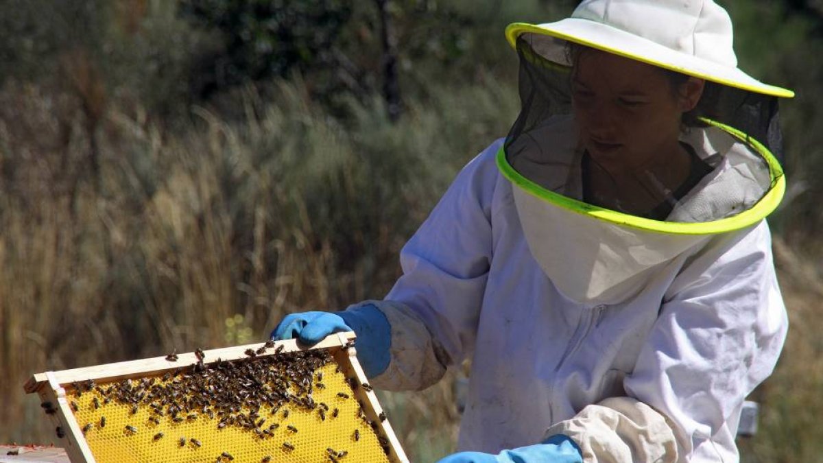 Una empleada muestra un panal de abejas repleto de miel-Ical