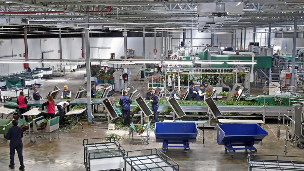 Instalaciones de la empresa Aleia Roses en Garray (Soria).-MARIO TEJEDOR