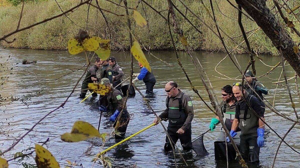 Operarios de Medio Ambiente realizando pesca eléctrica para la Red de Seguimiento de los Peces./ LDF
