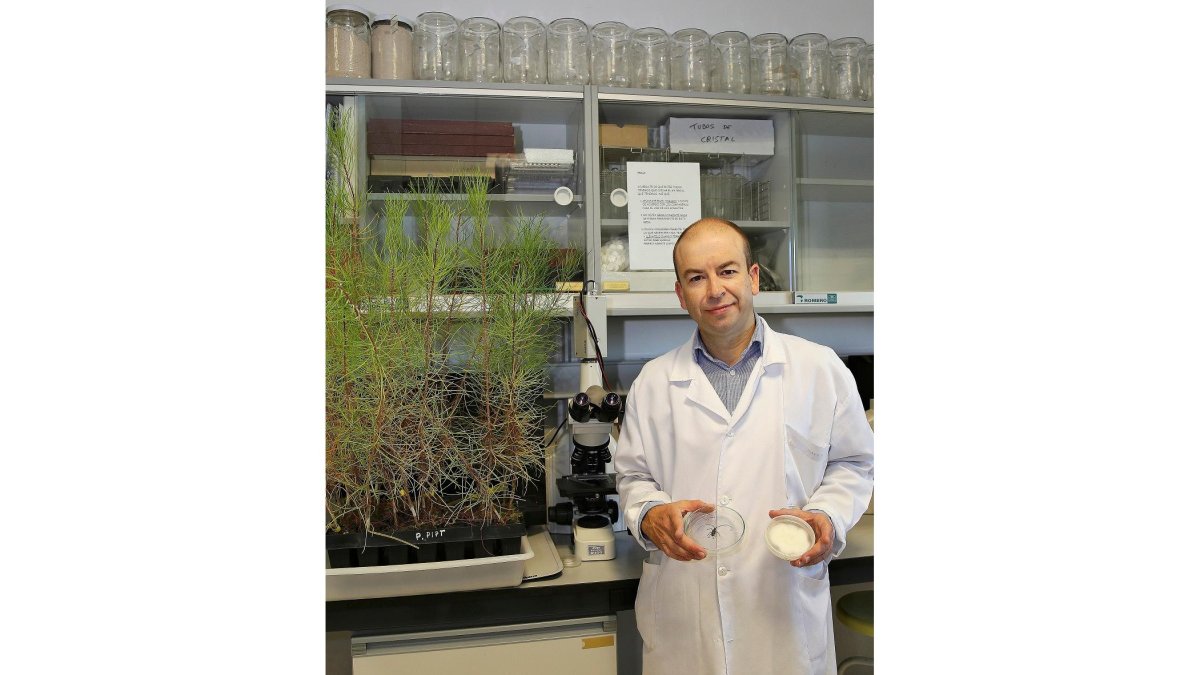 Jorge Martín García en un laboratorio de la Escuela Técnica Superior de Ingenierías Agrarias de Palencia. / M. BRÁGIMO.