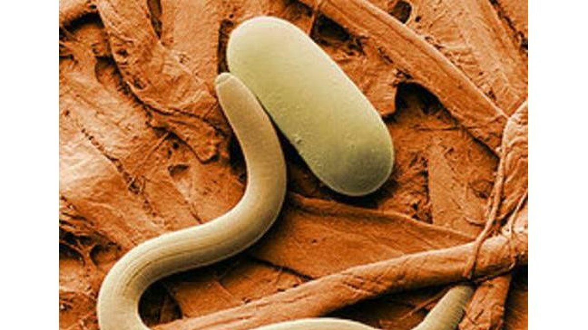 Nematodo.-