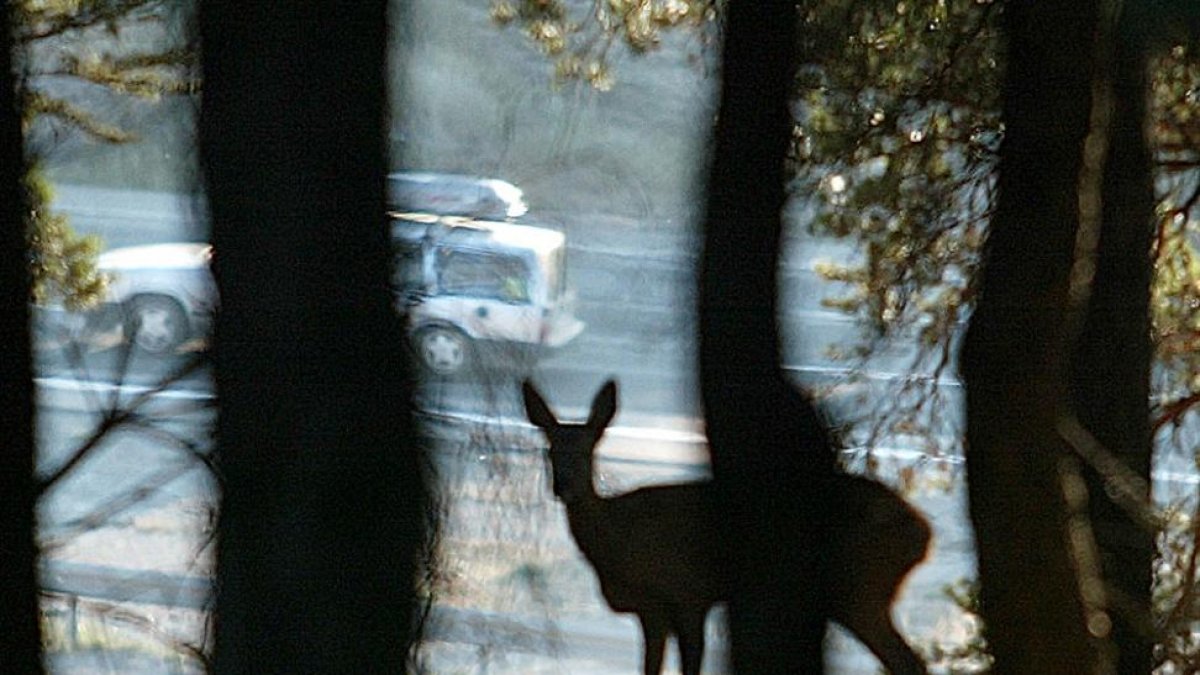 En el cinturón verde del extrarradio de la ciudad de Burgos medra una nutrida población de corzos.-ISRAEL L. MURILLO