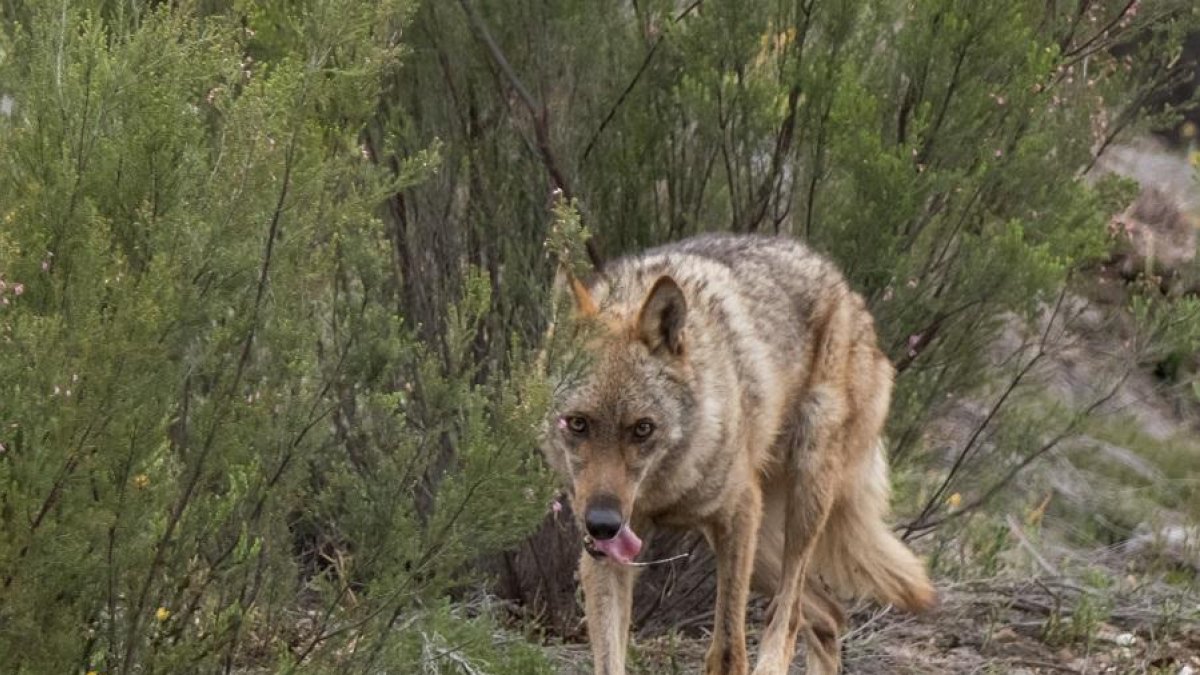 Imagen de archivo de un lobo ibérico en la provincia de Zamora. | E.M.