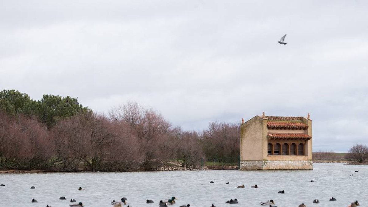 Lagunas de Villafáfila (Zamora)-Ical