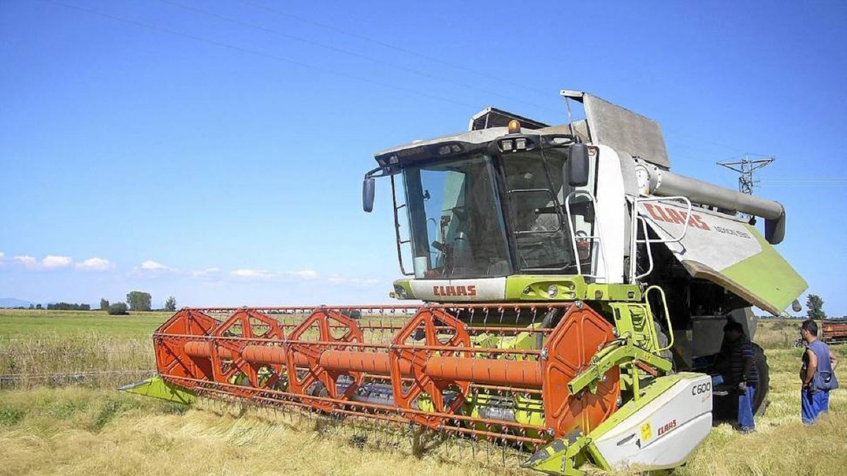 Campo de trigo africano (teff) en una campo de cultivo leonés-El Mundo