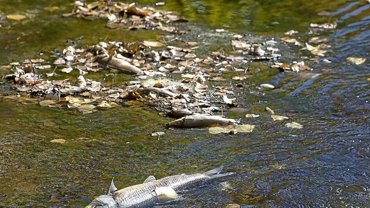Imagen de algunos de los peces encontrados muertos en los márgenes del río.-PABLO REQUEJO