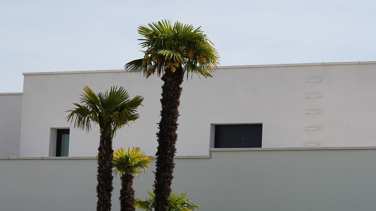 Calle Pomelo en el barrio El Peral.- J.M. LOSTAU