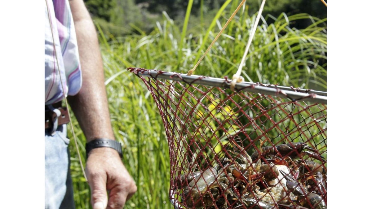 Un aficionado a la pesca de cangrejos muestra en el retel los ejemplares capturados en las aguas de la provincia soriana.-LUIS ÁNGEL TEJEDOR