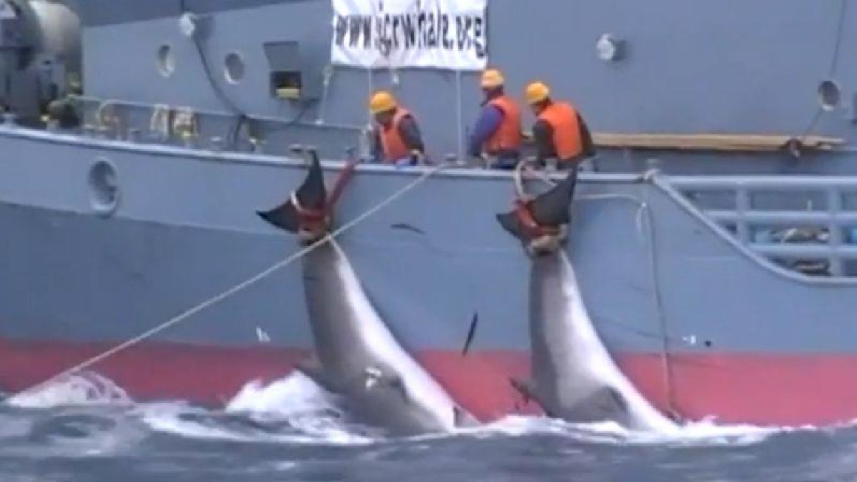 Dos ballenas acabadas de cazar y siendo arrastradas por un barco japonés.-SEA SHEPHERD