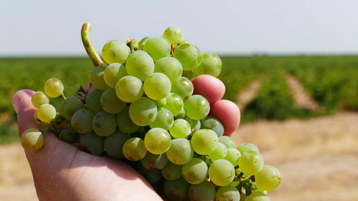 Racimo de uvas de Rueda.-ICAL