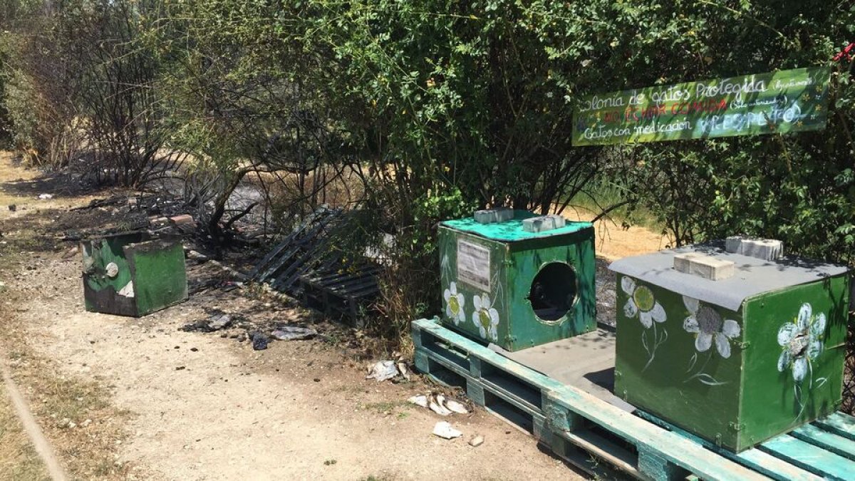 Refugio de gatos en la zona de el Palero en una imagen de Gataforma. / E. M.