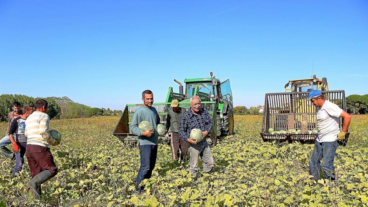 Moisés Tascón, agricultor de Puente Duero (Valladolid), junto a su hijo Moisés y varios trabajadores en plena recolección de calabazas en su explotación.-M.C.