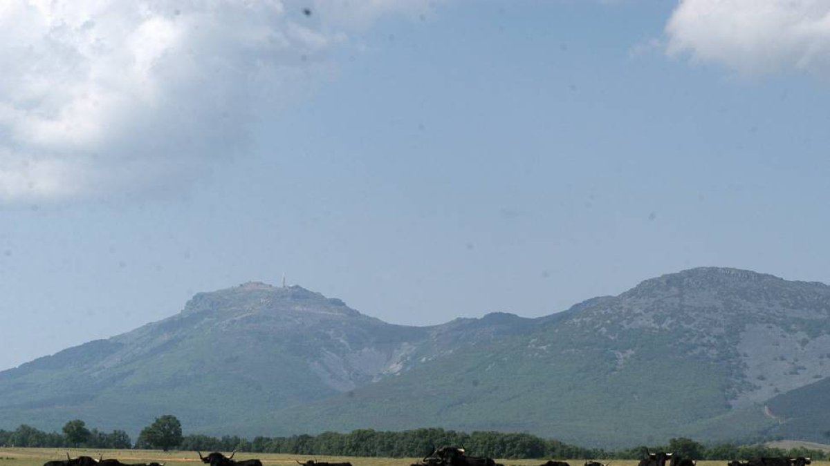 Reses de la ganadería de Adelaida Rodríguez, de estirpe Lisardo, pastando en las faldas de la Sierra de Francia.-A.V.