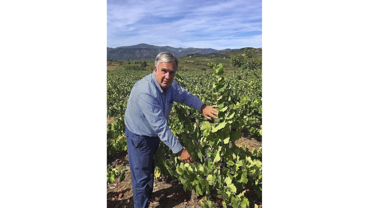 El empresario bodeguero Víctor Robla analiza una de las cepas en sus plantaciones del Bierzo.-