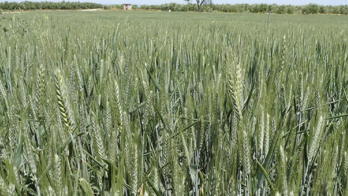 Campo de tritordeum en Castilla y León, una nueva alternativa de cultivo y de negocio de Cecosa.-CECOSA