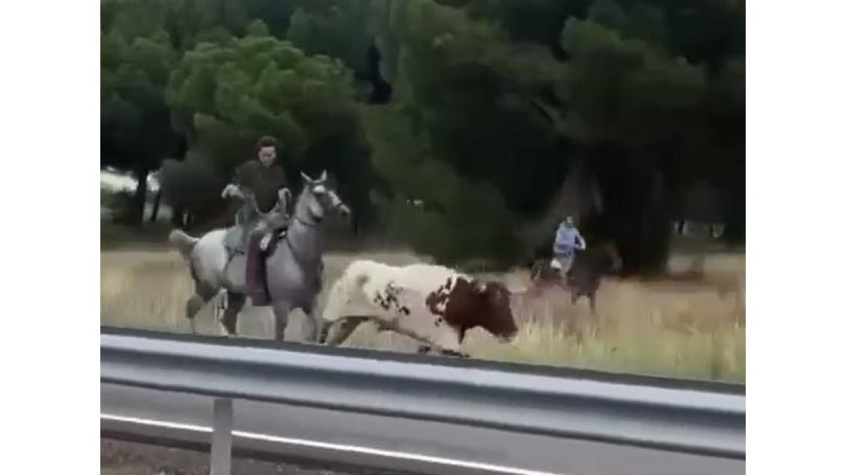 Un buey se pasea por la autovía en Valladolid. E.M.