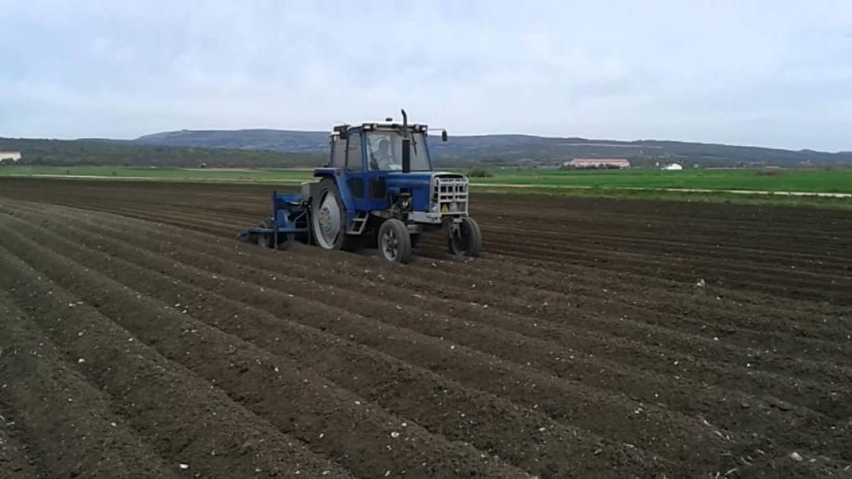 Un agricultor siembra patata en el Valle de Losa.-ECB