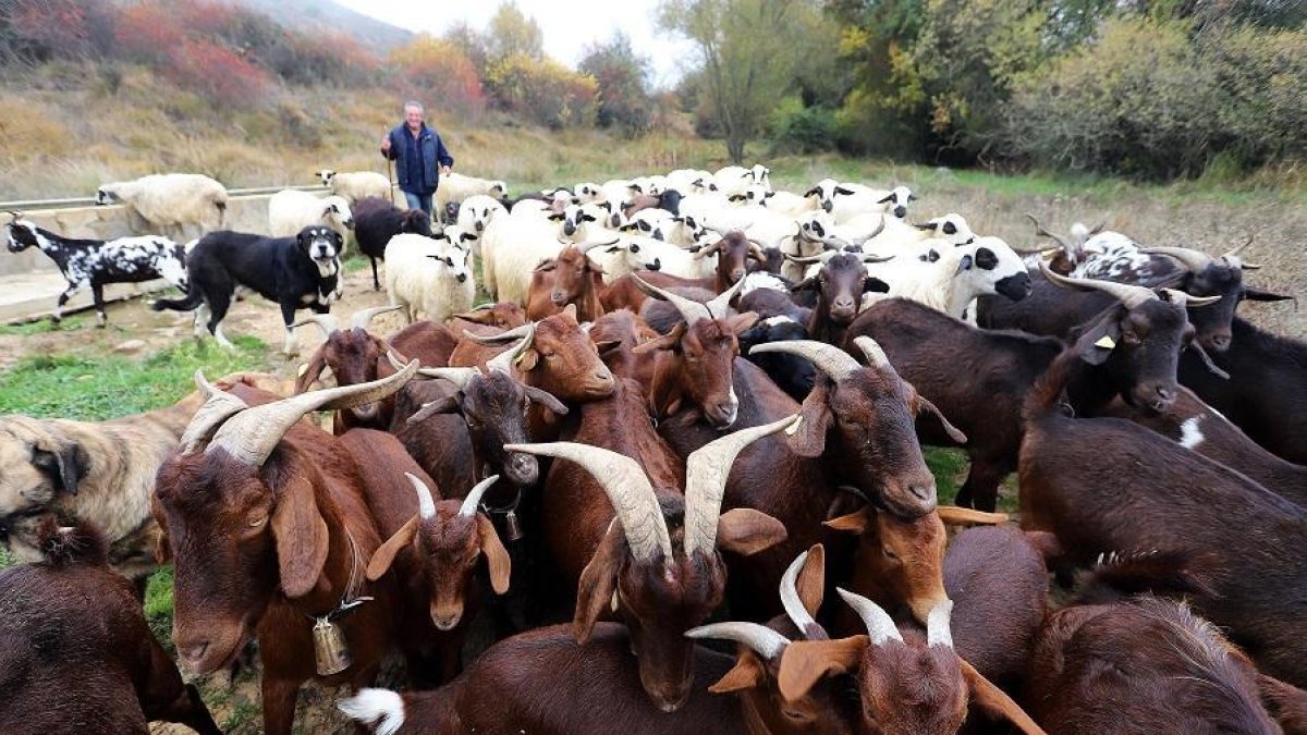 Un pastor leonés junto a sus rebaños de ovejas y cabras pastando al aire libre.-ICAL