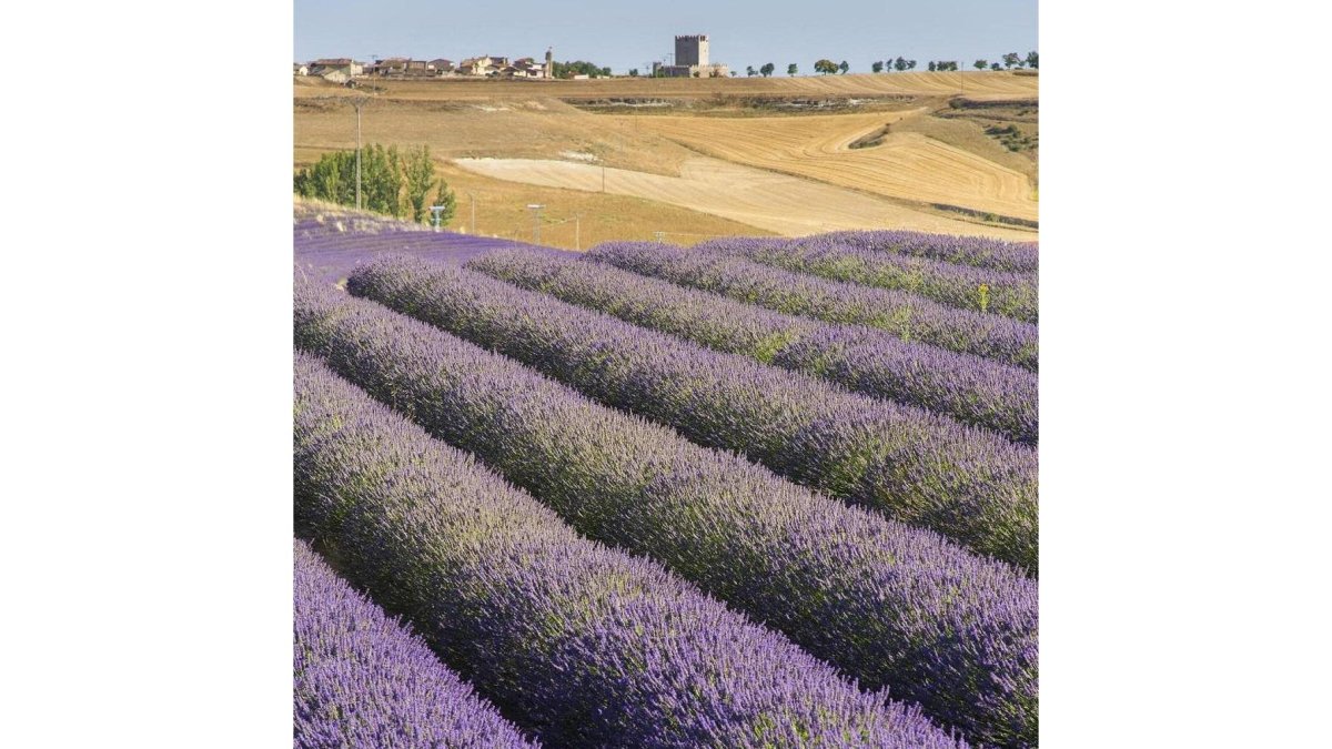Campo de lavanda en Tiedra, con el municipio de fondo.-R.G: A. DEL DUERO Y P. DE AROMÁTICAS