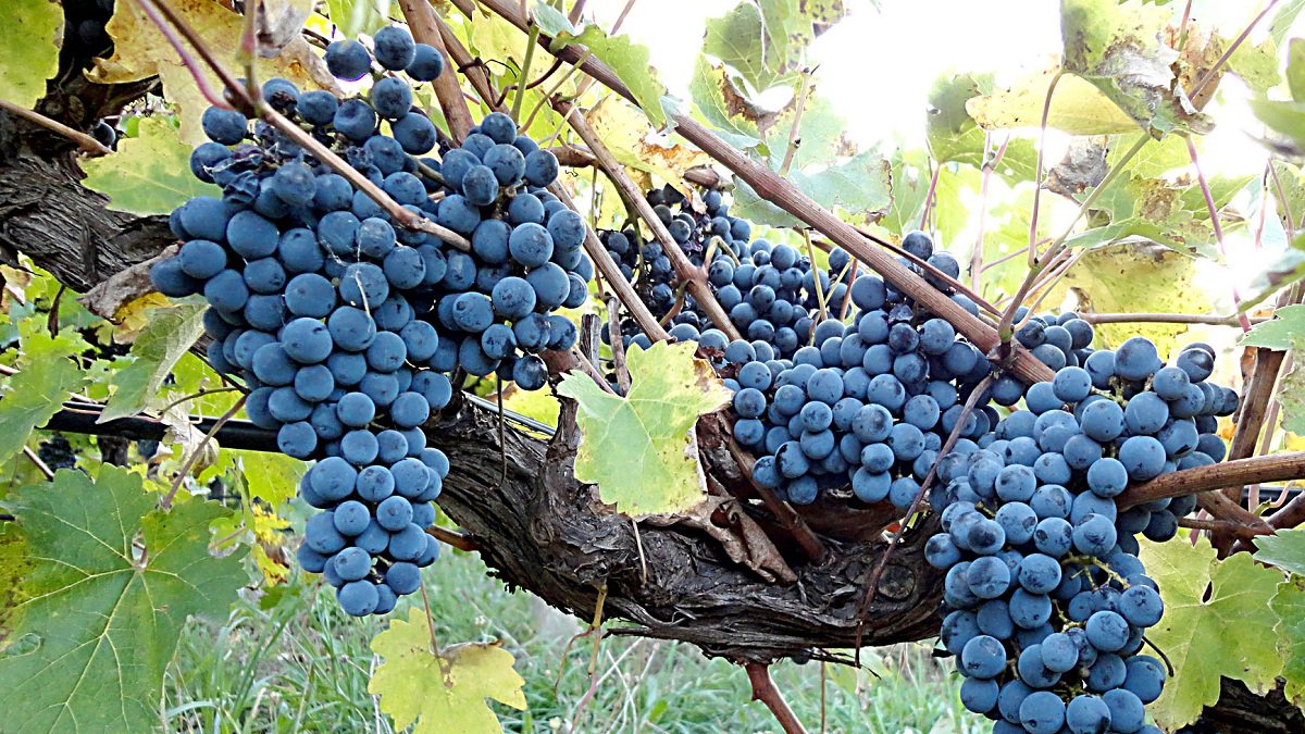 Racimos de uvas tintas en una explotación vitivinícola. - PQS / CCO