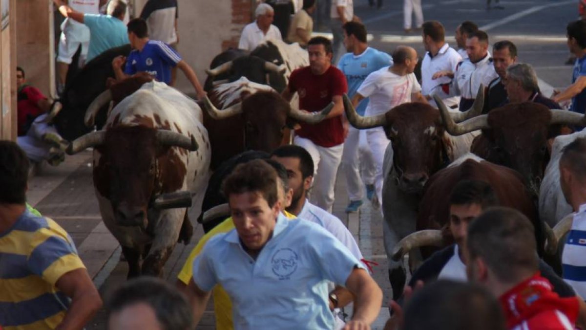 Novillos de la ganadería El Canario, de Fuenteguinaldo (Salamanca), en el segundo encierro en Cuéllar (Segovia)-Ical