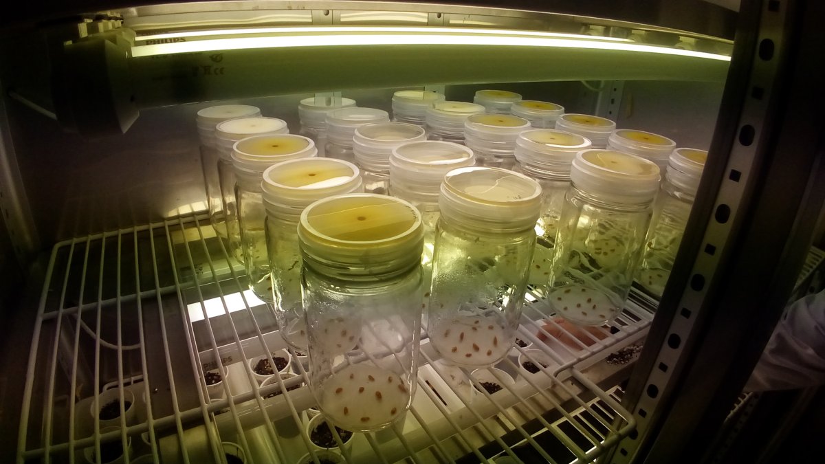Imagen de los experimentos que este equipo de investigación realiza en las instalaciones de la ULE.- E.M