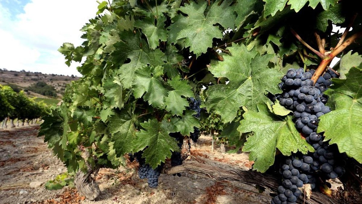 Viñedos del valle de Esgueva.-ICAL