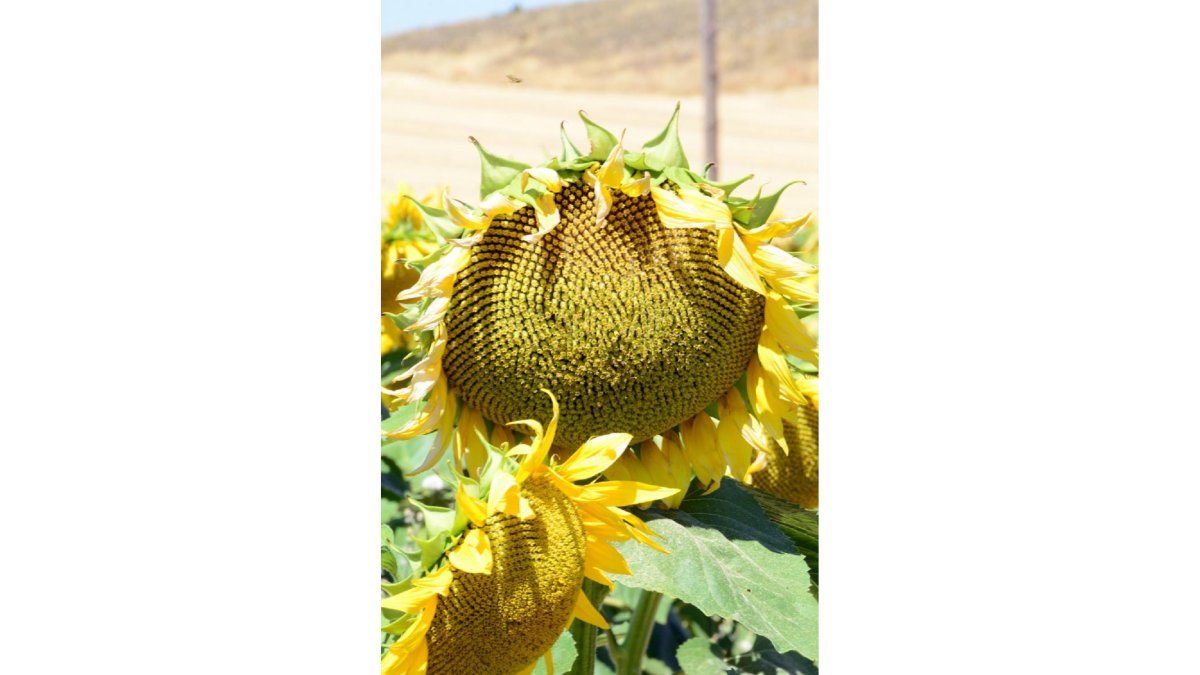 Cultivo de girasol en la comarca agraria de Campo de Gómara.-ÁLVARO MARTÍNEZ