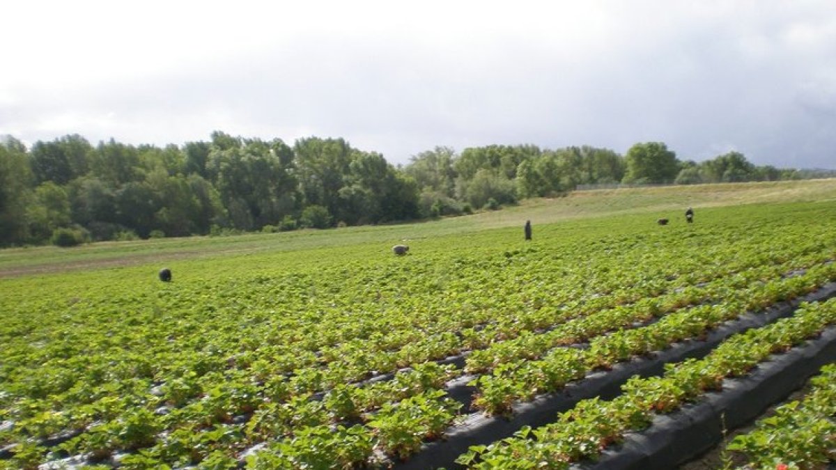 Una plantación agraria en una imagen de archivo.- E.M.