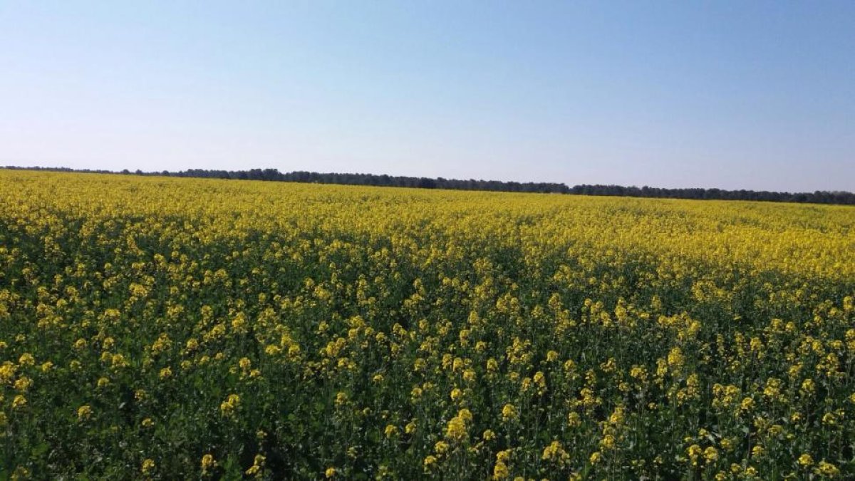 Campo de colza en una parcela de la Comunidad en un momento actual en floración.-ACOR
