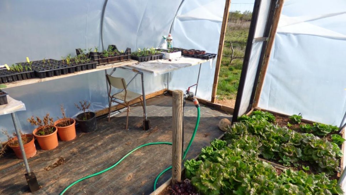 Cultivo de hortalizas en un invernadero, la única opción viable de producir en Burgos en esta época del año.-ECB