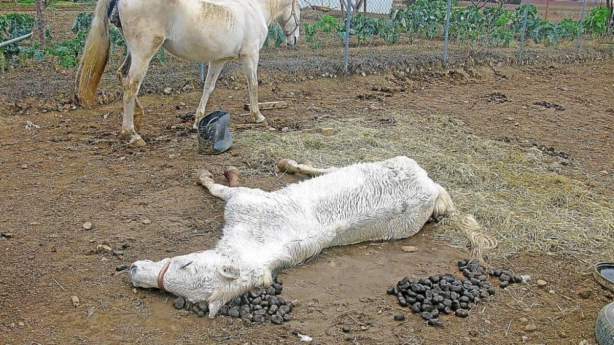 Estado en el que el Seprona encontró al caballo agonizante que murió después, y la yegua superviviente.-SEPRONA