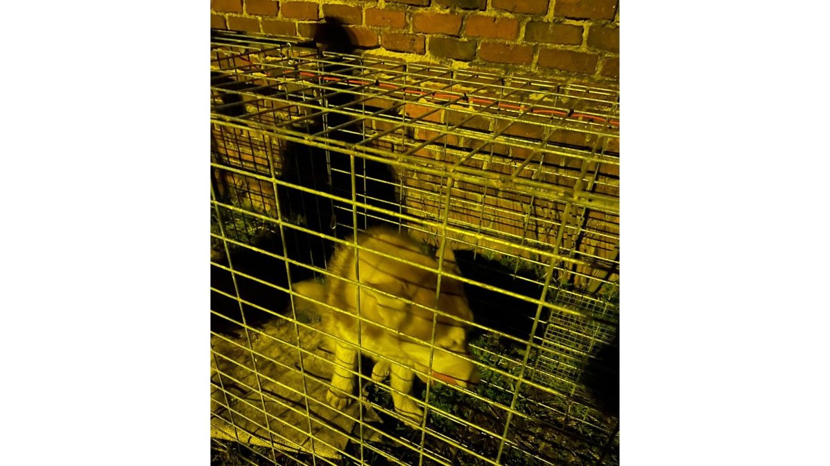 Hades, en la jaula con cebo donde fue encontrado de madrugada.- E. M.