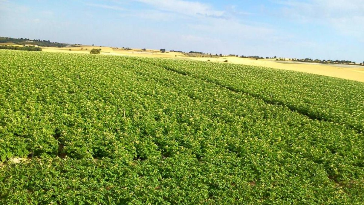 Parcela de patatas en una explotación de Valladolid. En la campaña pasada la superficie de siembra se redujo un 7% Castilla y León.-E. M.
