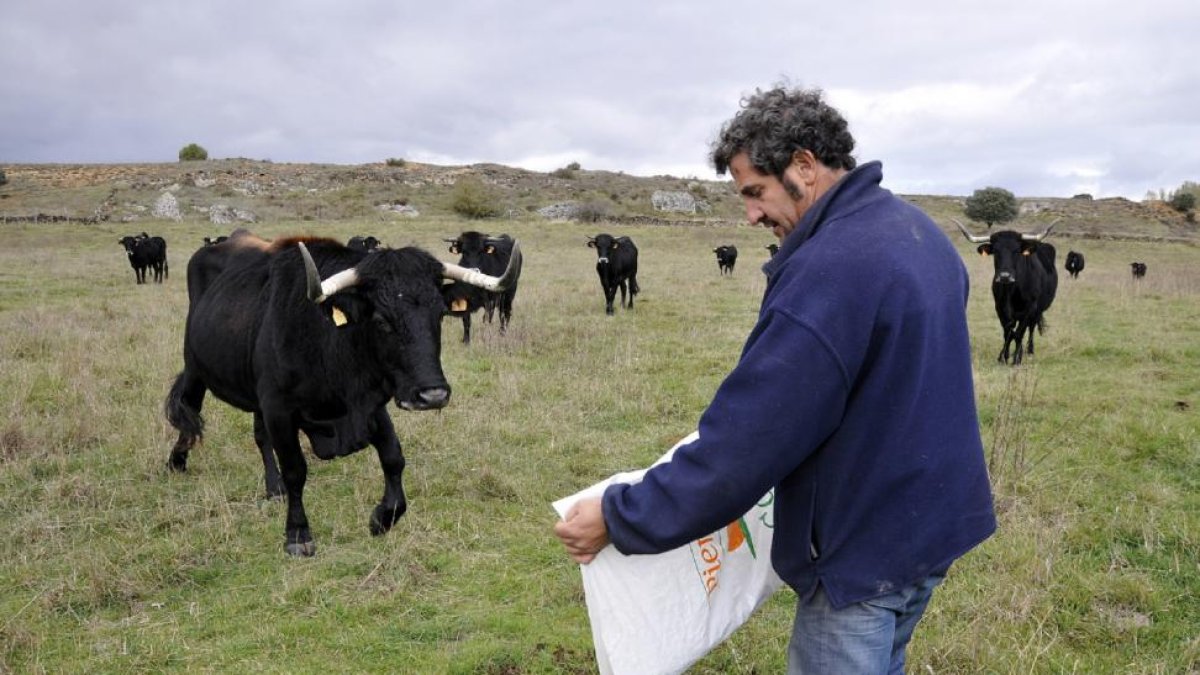 Ganado bovino.-ÁLVARO MARTÍNEZ