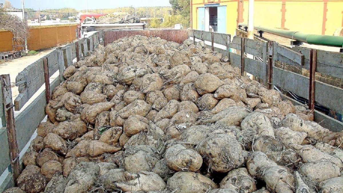 Un camión descarga la remolacha en la azucarera, en una imagen de la campaña pasada-E. M.