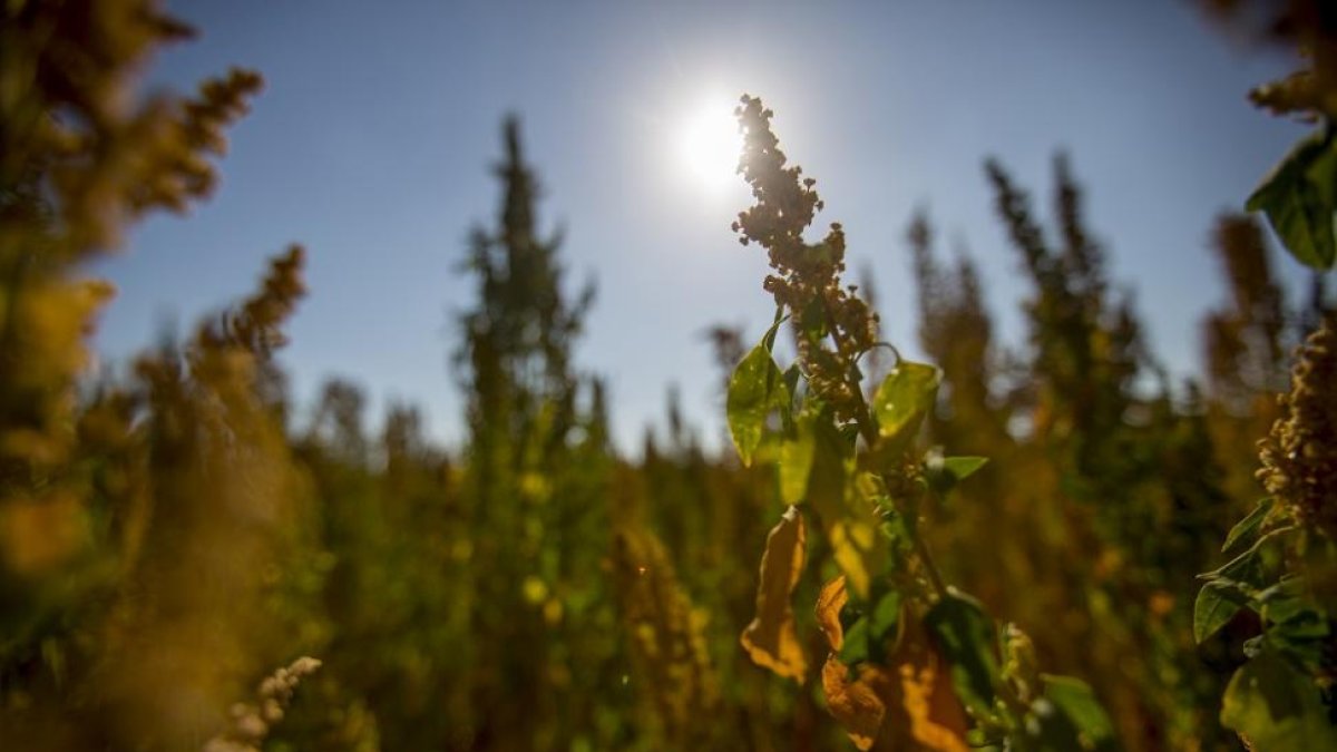 Detalle de la planta de quinoa en un campo de cultivo de este pseudocereal.-E.M.