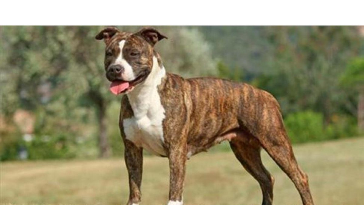 Un can de la raza Staffordshire.-EL PERIÓDICO