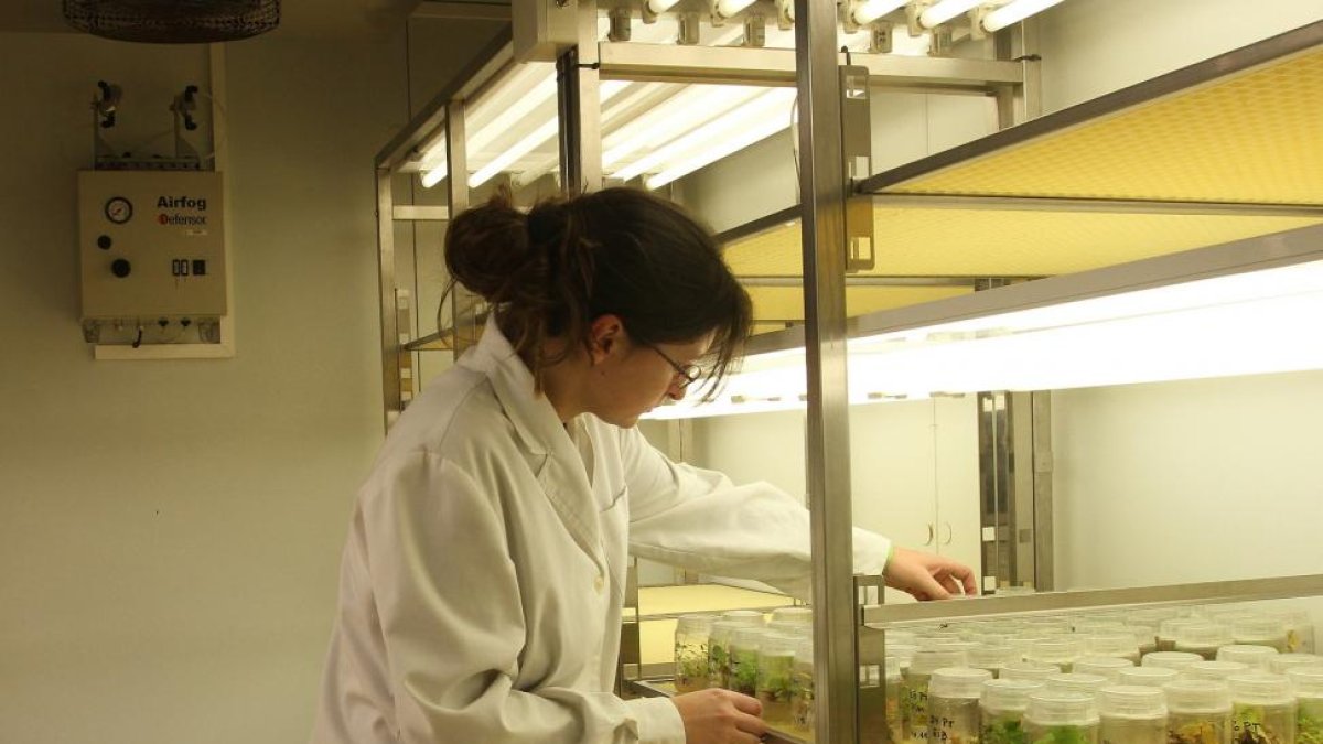 Una investigadora ordena unas muestras en el Instituto Universitario de Investigación en Gestión Forestal Sostenible de la Universidad de Valladolid.-MANUEL BRÁGIMO