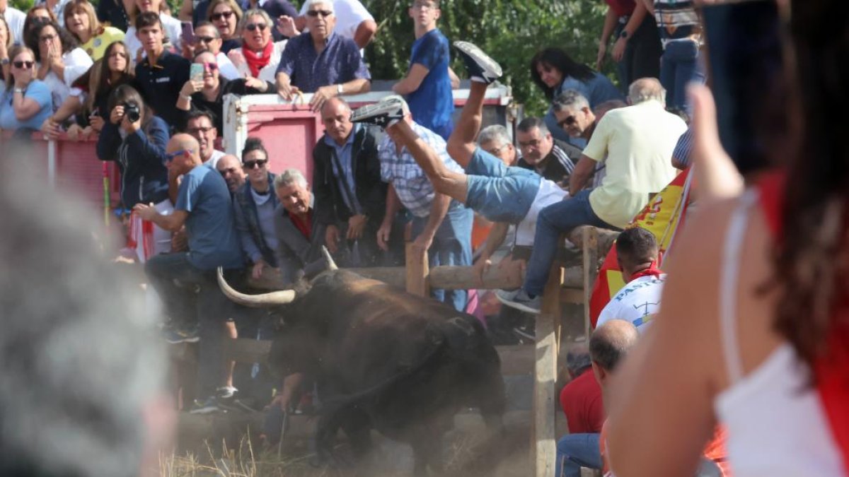 Celebración del Toro de la Vega en Tordesillas.- PHOTOGENIC