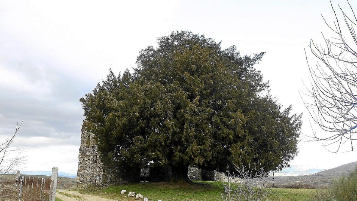 UN TEJO MILENARIO DE SAN CRISTÓBAL DE VALDUEZA. HORIZONTAL
