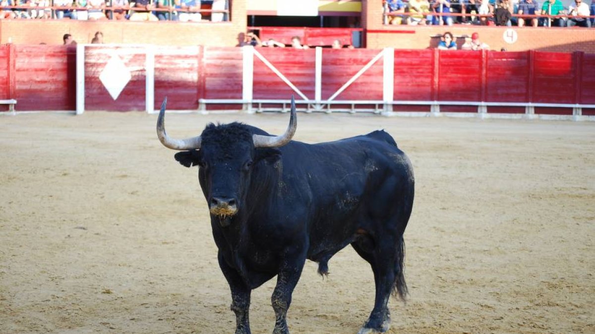Rompesuelas ayer en la Plaza de Toros de Tordesillas.-d.Manjarrés