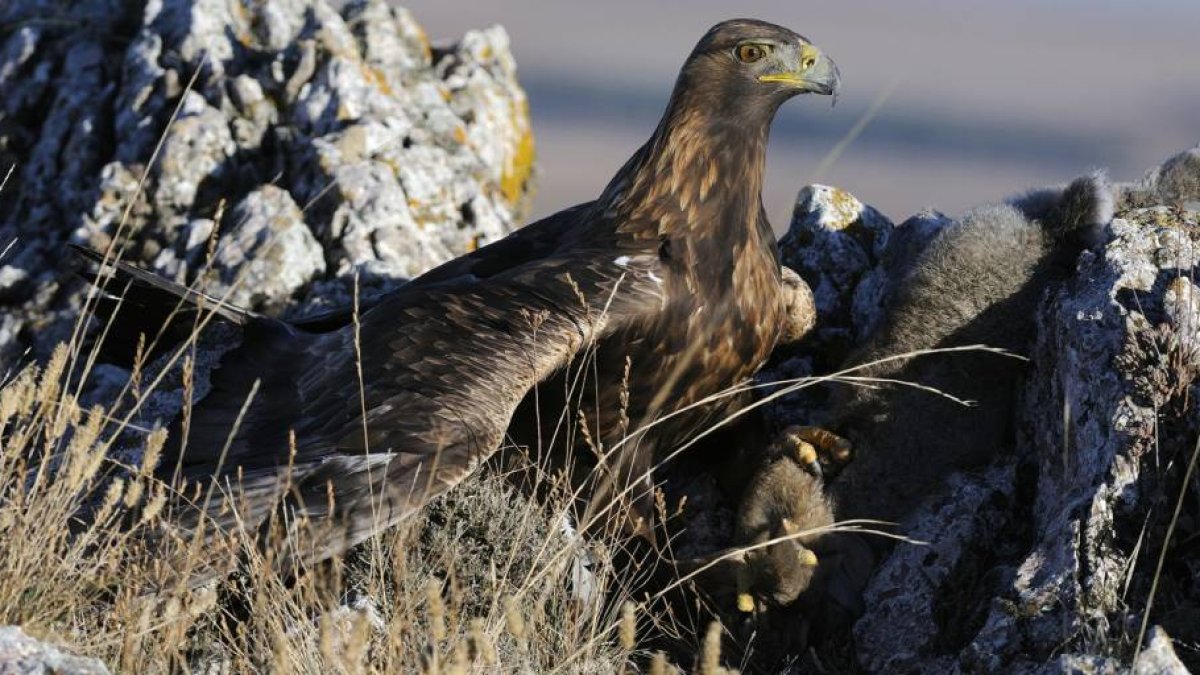 Un águila real que es una especie protegida, con un cnejo recién capturado en un paraje de Soria.-Valentín Guisande