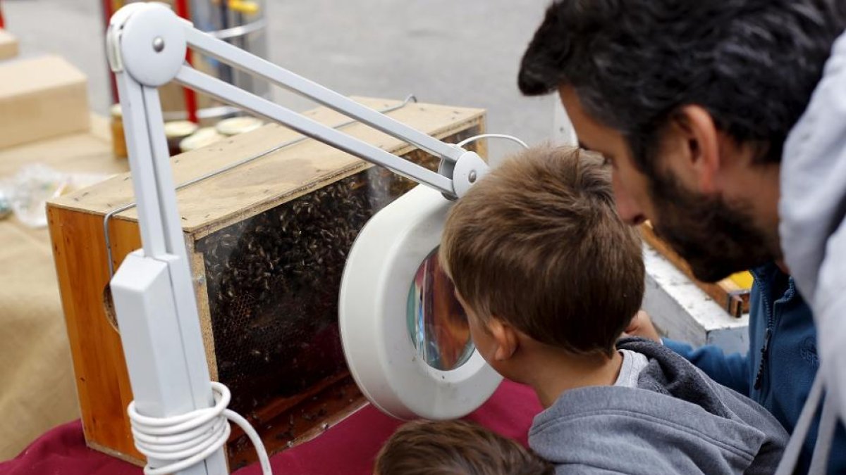 Un niño observa las abejas de una colmena a través de una lupa en una feria de oficios tradicionales.-EL MUNDO