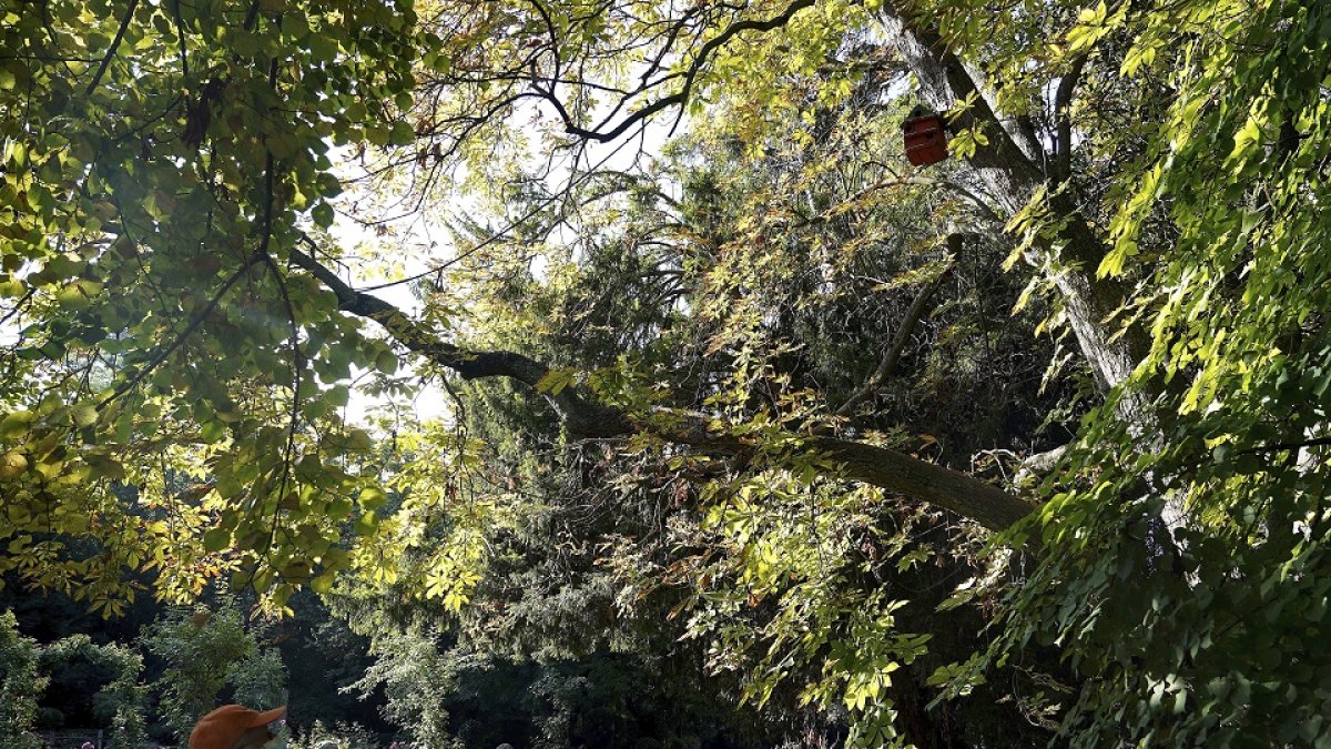 Un transeúnte observa un árbol del Campo Grande de Valladolid en una mañana soleada de otoño.- ICAL